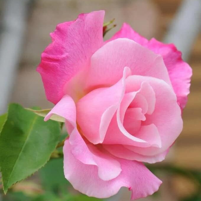 Rosa spp. Seeds – Baby Pink Dragon