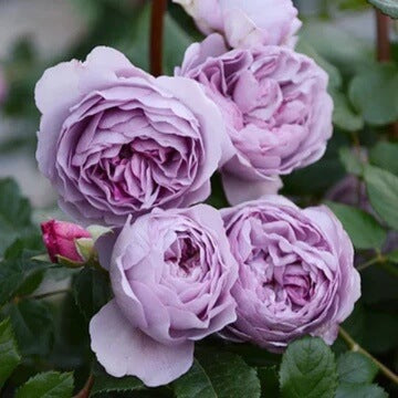 Rosa spp. Seeds – Light Purple Climbing