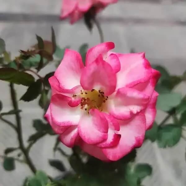 Rosa spp. Seeds – Betty Boop