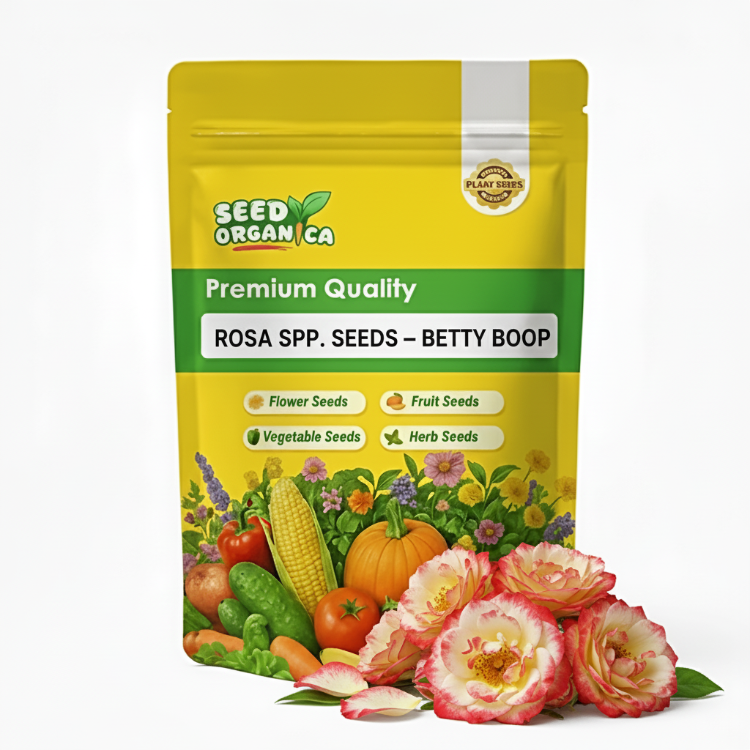 Rosa spp. Seeds – Betty Boop