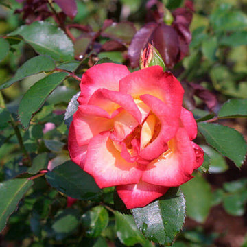 Rosa spp. Seeds – Betty Boop