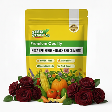 Rosa spp. Seeds – Black Maroon