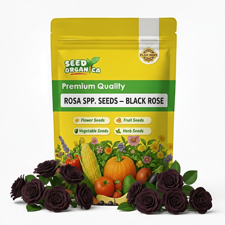 Rosa spp. Seeds – Black Rose