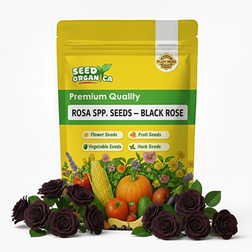 Rosa spp. Seeds – Black Rose