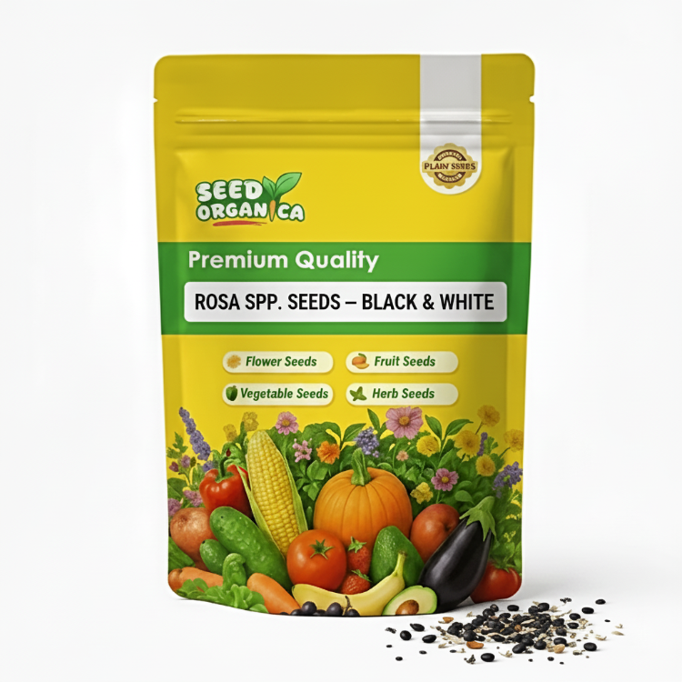 Rosa spp. Seeds – Black & White