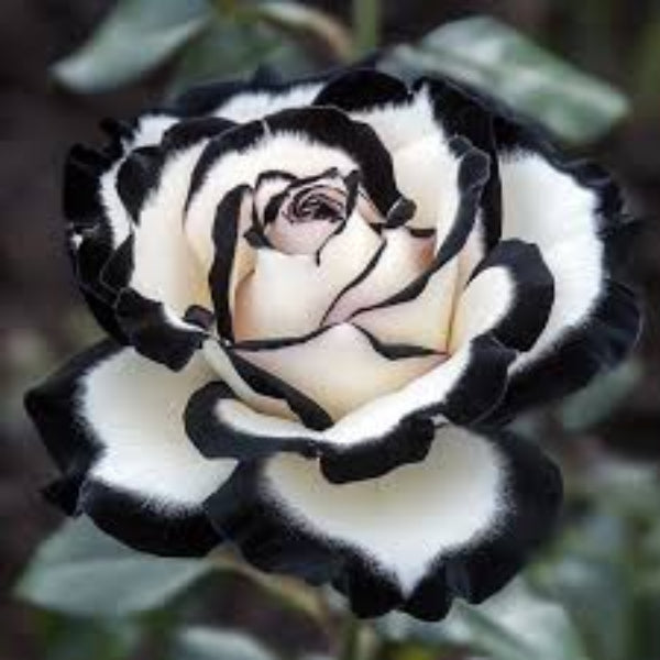 Rosa spp. Seeds – Black & White