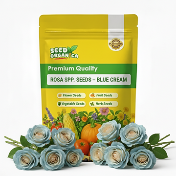 Rosa spp. Seeds – Blue Cream