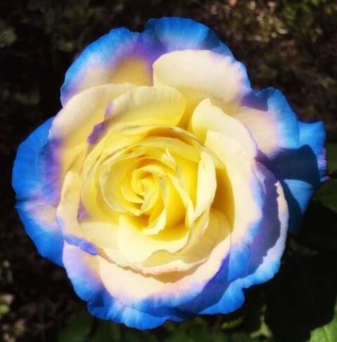 Rosa spp. Seeds – Blue Cream