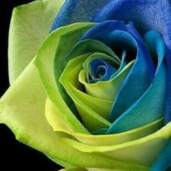 Rosa spp. Seeds – Blue & Green