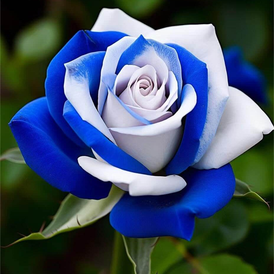 Rosa spp. Seeds – Blue & White