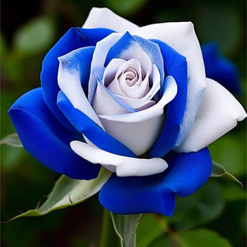 Rosa spp. Seeds – Blue & White