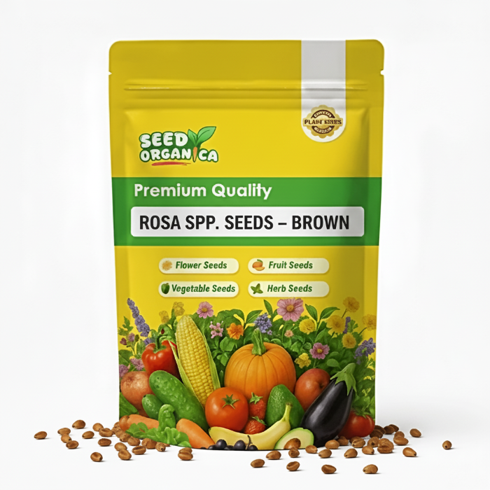 Rosa spp. Seeds – Brown