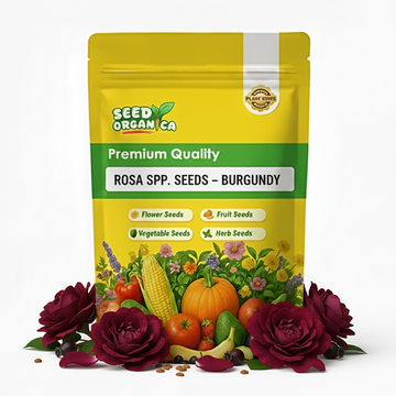 Rosa spp. Seeds – Burgundy