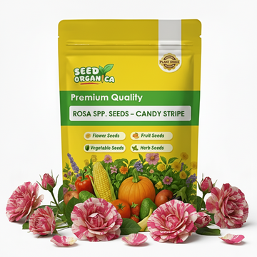 Rosa spp. Seeds – Candy Stripe