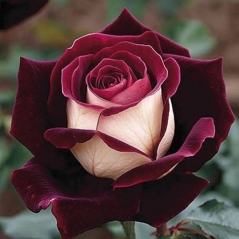 Rosa spp. Seeds – Cream Maroon