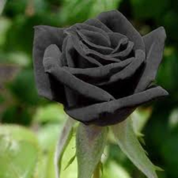 Rosa spp. Seeds – Dark Grey