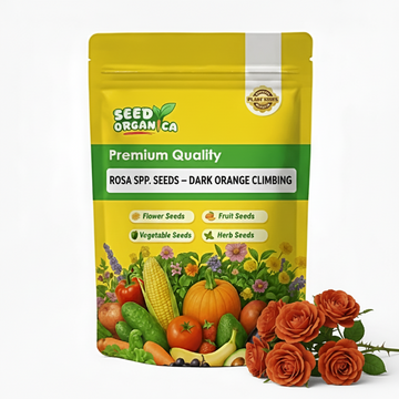 Rosa spp. Seeds – Dark Orange Climbing