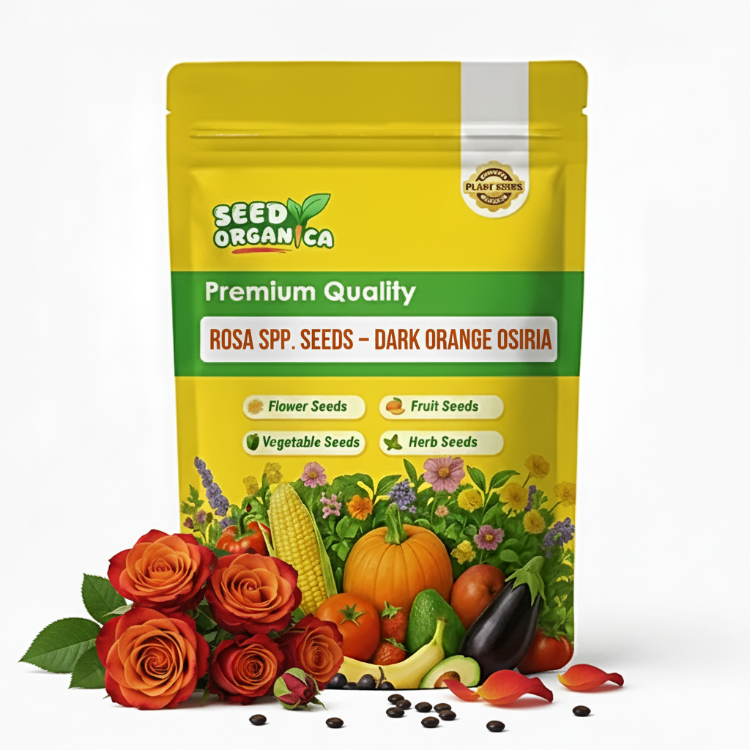 Rosa spp. Seeds – Dark Orange Osiria
