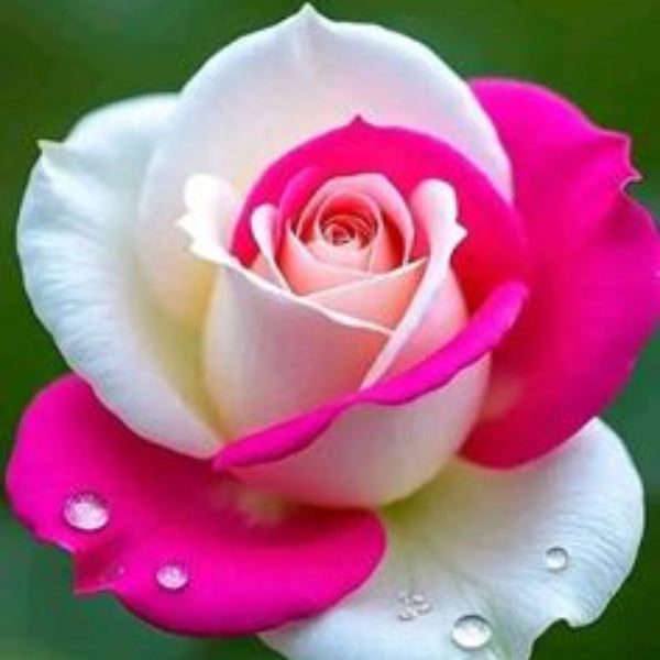 Rosa spp. Seeds – Dark Pale Pink Rainbow