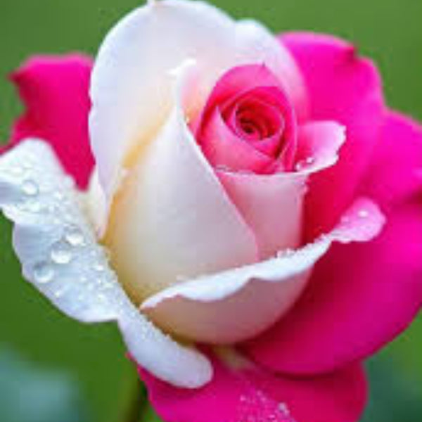 Rosa spp. Seeds – Dark Pale Pink Rainbow