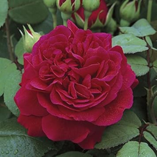 Rosa spp. Seeds – Dark Red Climbing