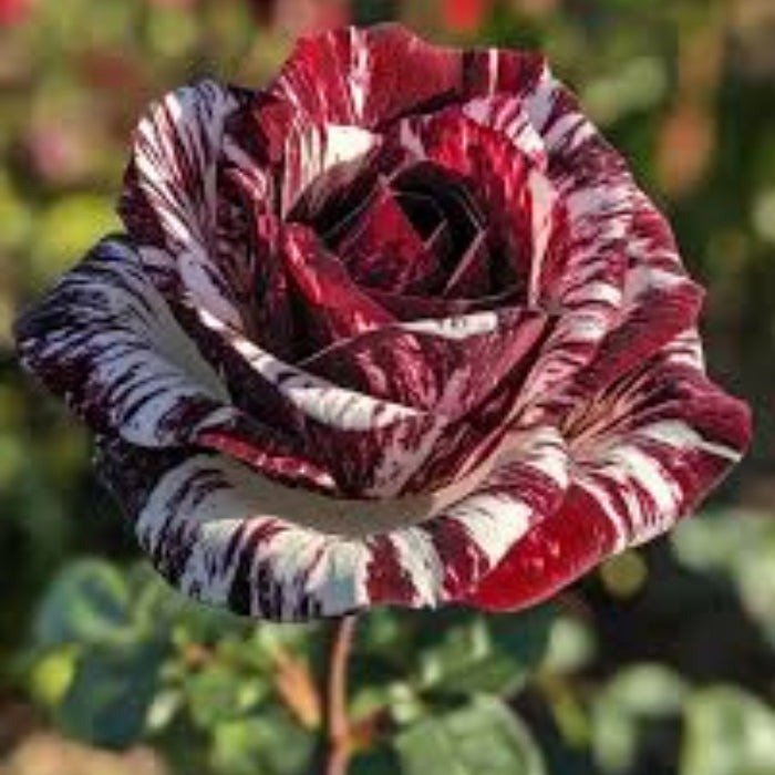 Rosa spp. Seeds – Dark Red & White