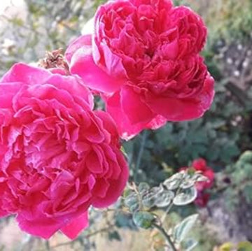 Rosa spp. Seeds – Deep Pink Climbing