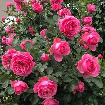 Rosa spp. Seeds – Deep Pink Climbing