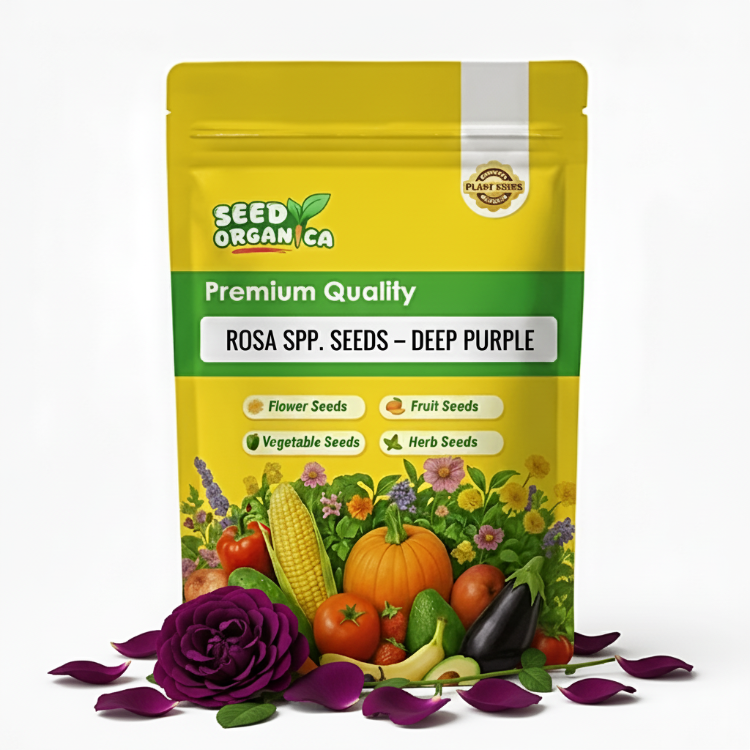 Rosa spp. Seeds – Deep Purple