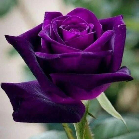 Rosa spp. Seeds – Fresh Ruby & Violet