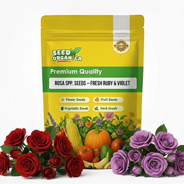 Rosa spp. Seeds – Fresh Ruby & Violet