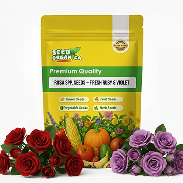 Rosa spp. Seeds – Fresh Ruby & Violet