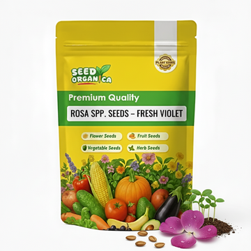 Rosa spp. Seeds – Fresh Violet
