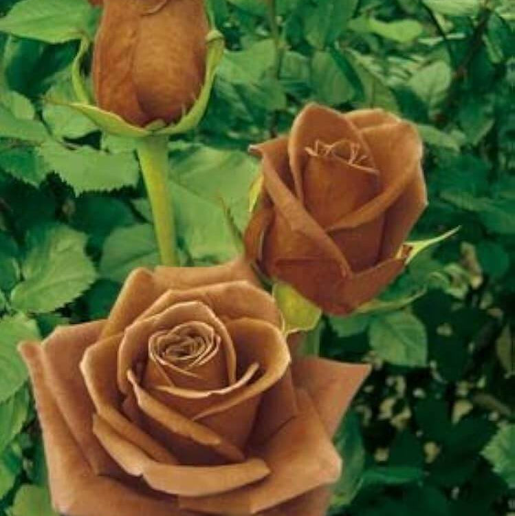 Rosa spp. Seeds – Gold Rose
