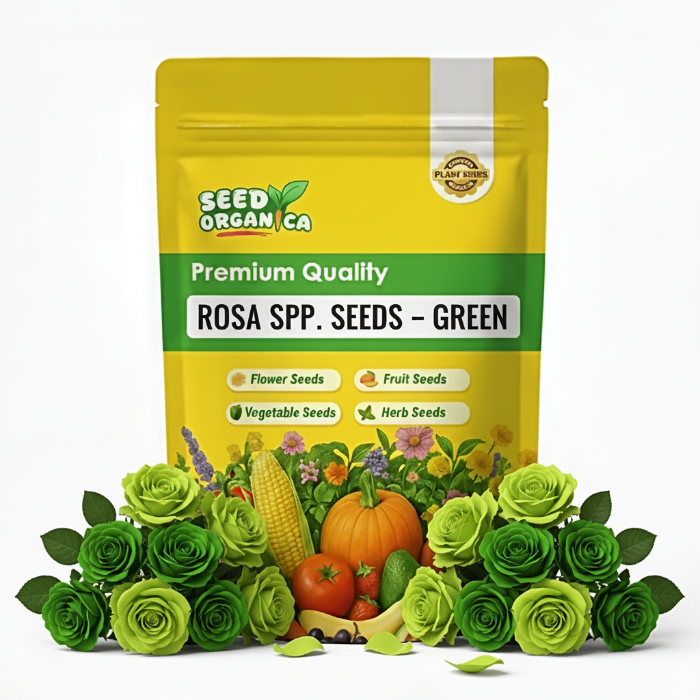 Rosa spp. Seeds – Green