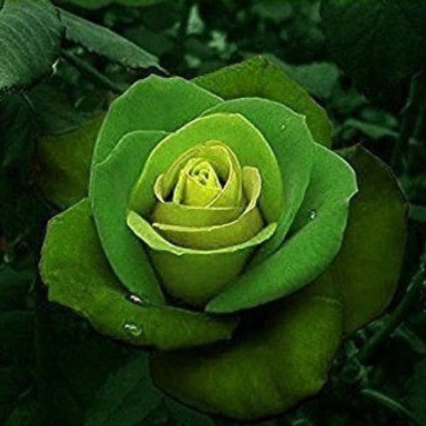 Rosa spp. Seeds – Green Mix