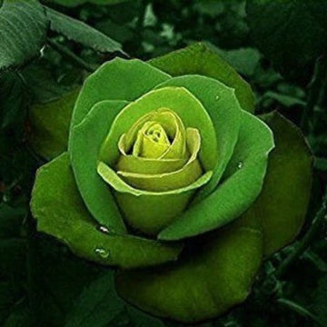 Rosa spp. Seeds – Green Mix