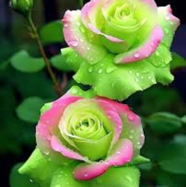 Rosa spp. Seeds – Green & Pink