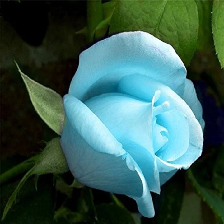 Rosa spp. Seeds – Ice Blue