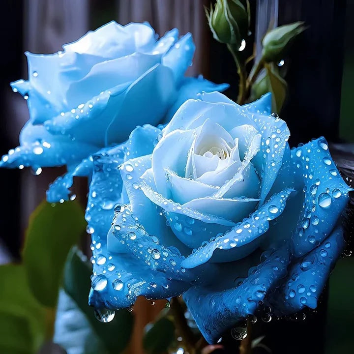 Rosa spp. Seeds – Ice Blue