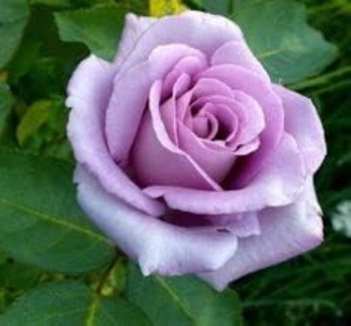 Rosa spp. Seeds – Lavender