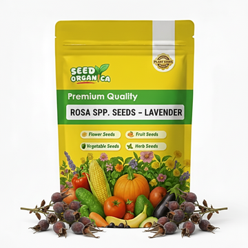 Rosa spp. Seeds – Lavender