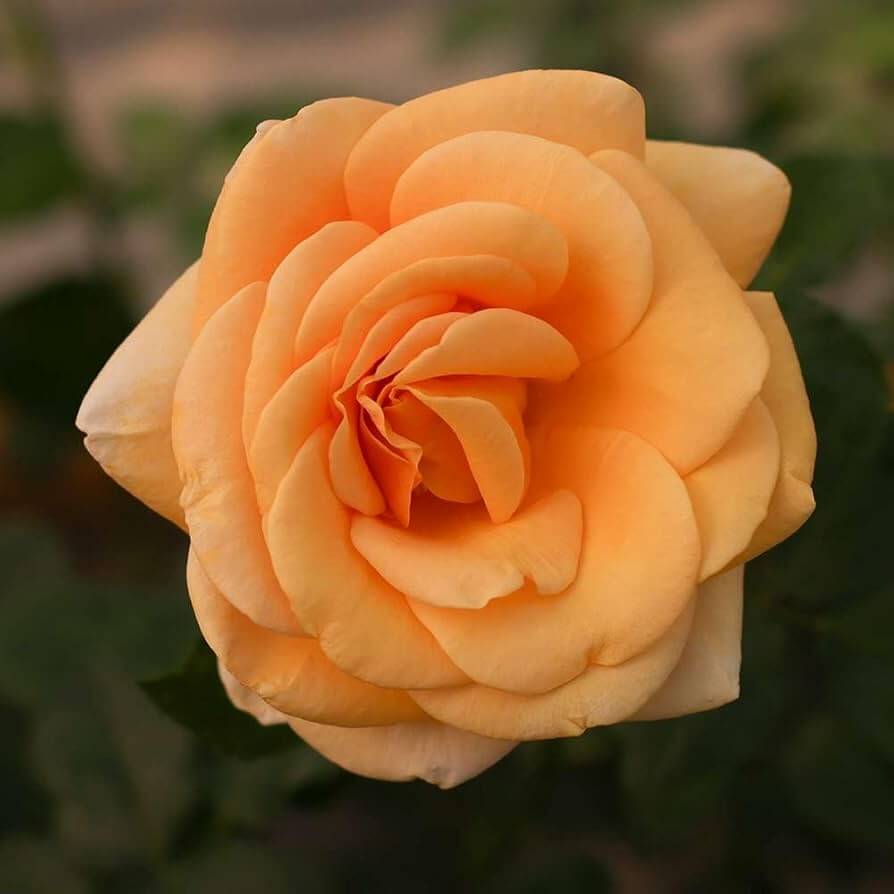 Rosa spp. Seeds – Light Orange Rose