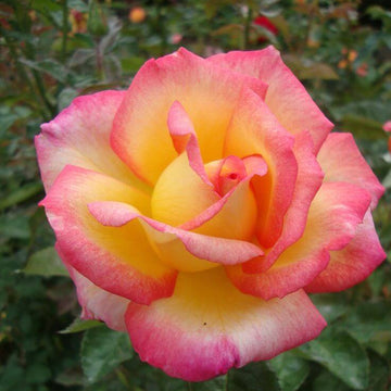 Rosa spp. Seeds – Light Pink