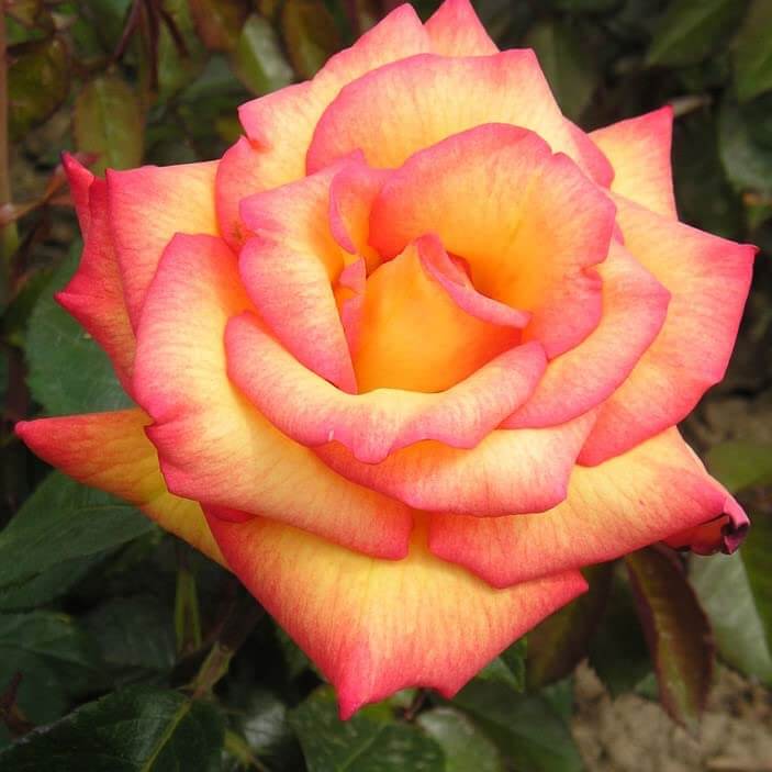 Rosa spp. Seeds – Light Pink