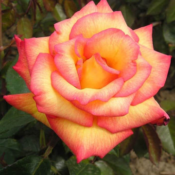 Rosa spp. Seeds – Light Pink