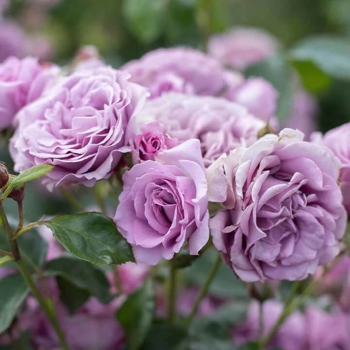 Rosa spp. Seeds – Light Purple Climbing