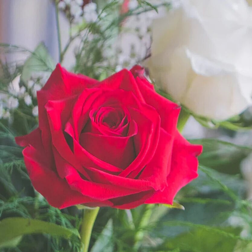 Rosa spp. Seeds – Light Red