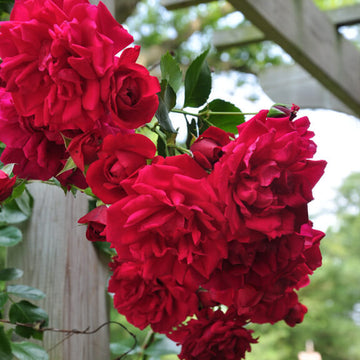 Rosa spp. Seeds – Light Red Holland