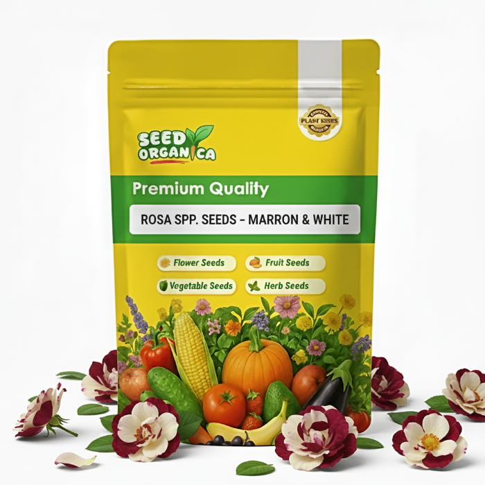 Rosa spp. Seeds – Marron & White